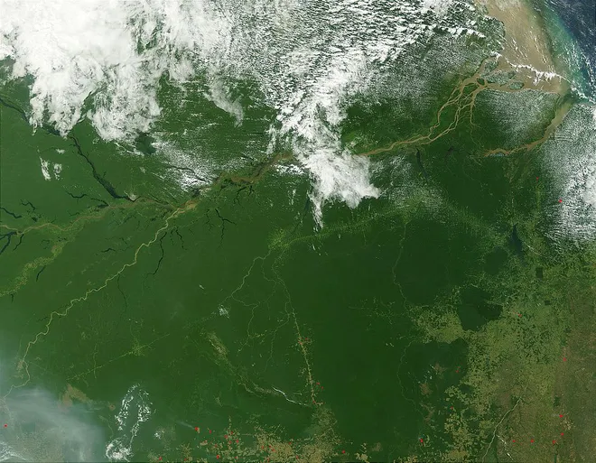 Os novos dados da missão GEDI informam como as florestas da Terra estão mudando, além de seu papel fundamental no ciclo do carbono (Imagem: Reprodução/Domínio Público)