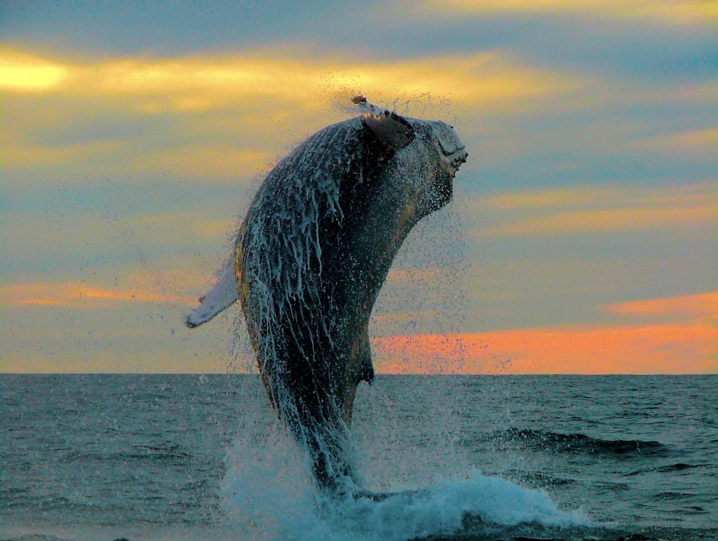 Nos Estados Unidos, homem foi engolido por baleia jubarte enquanto mergulhava (Imagem: Reprodução/Twenty20photos/Envato Elements)
