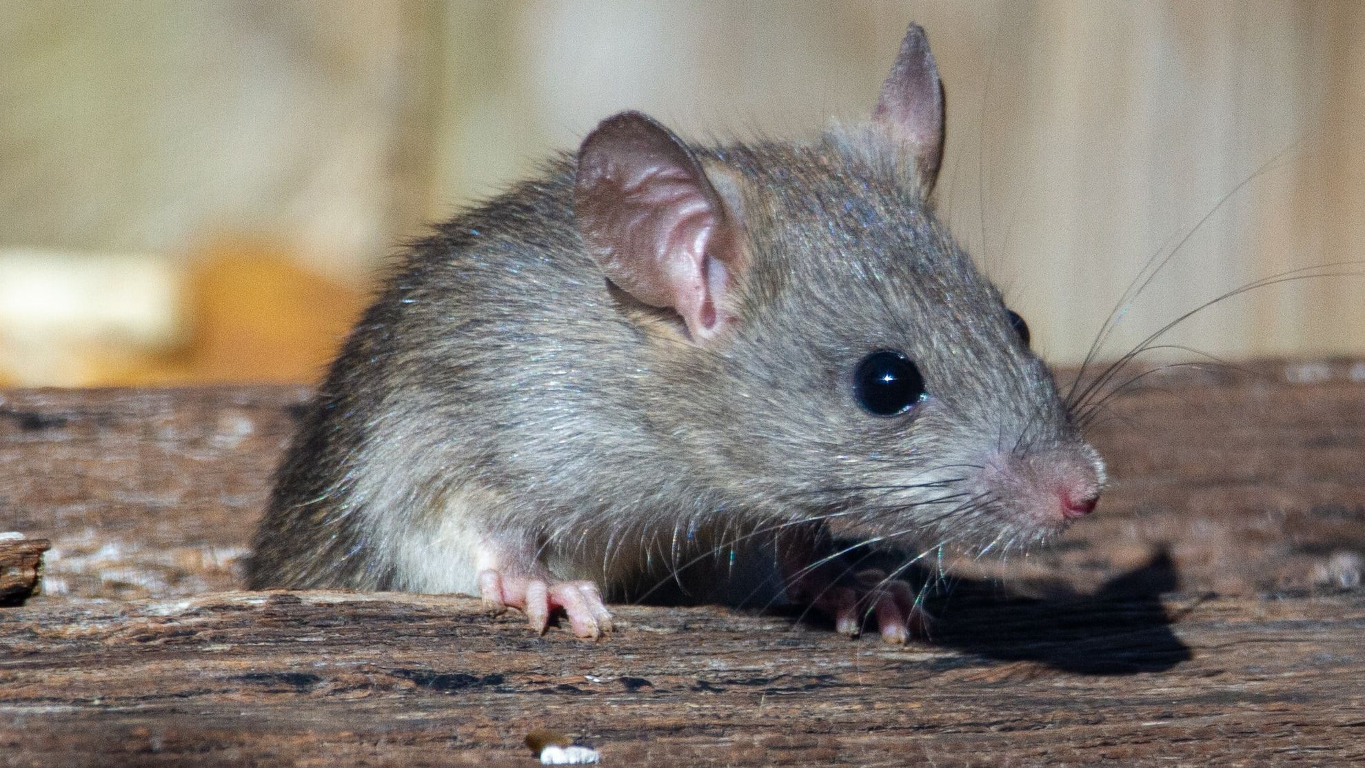 Uma espécie rara de rato gigante é apanhada pela primeira vez nas câmaras