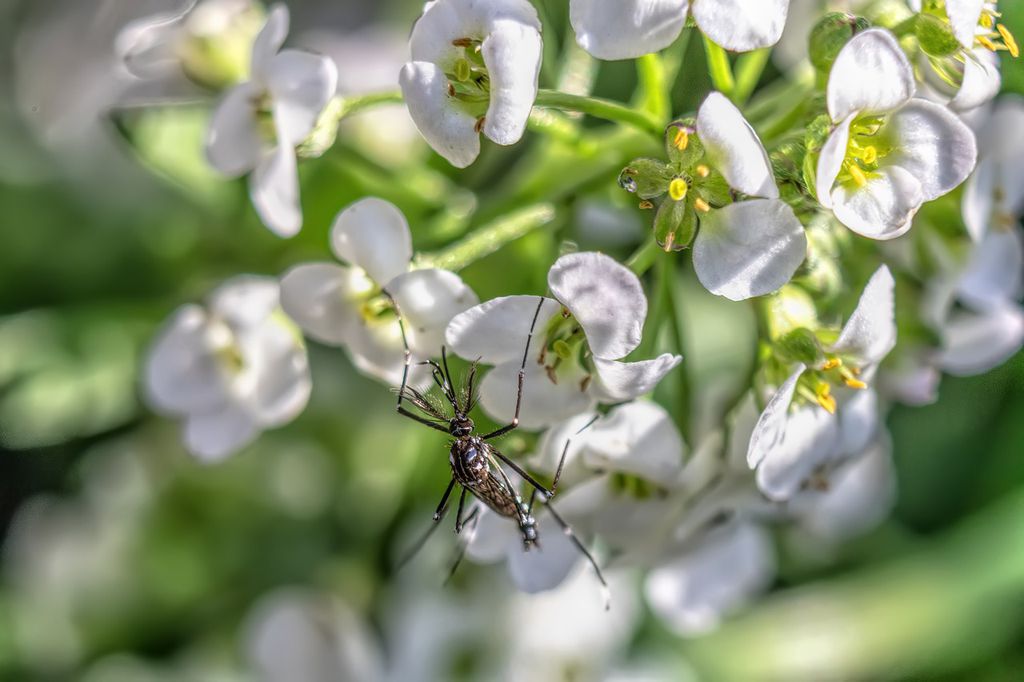 Mosquitos fazem mais do que picar e são fundamentais no processo de polinização das flores (Imagem: Sophia Nel/Pixabay)
