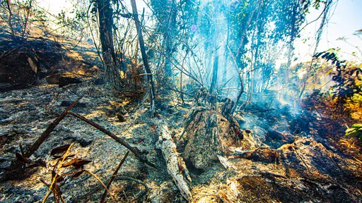 Amazônia segue ameaçada com queimadas associadas ao desmatamento