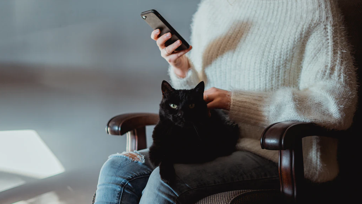 10 aplicativos para quem tem gatos em casa