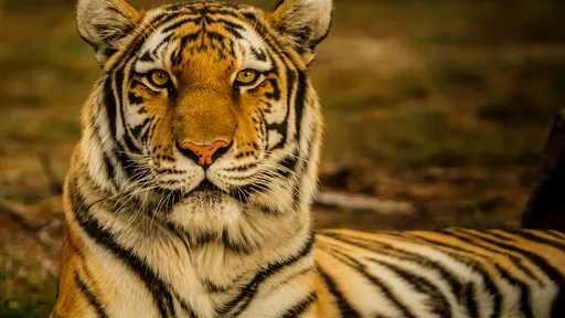 Zoo do Chile testa vacina contra covid em leões, tigres, pumas e orangotangos