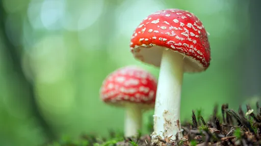 Cogumelos podem "falar" até 50 "palavras" uns com os outros; entenda
