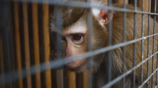Neuralink, de Elon Musk, é acusada de maus-tratos de macacos em experimento