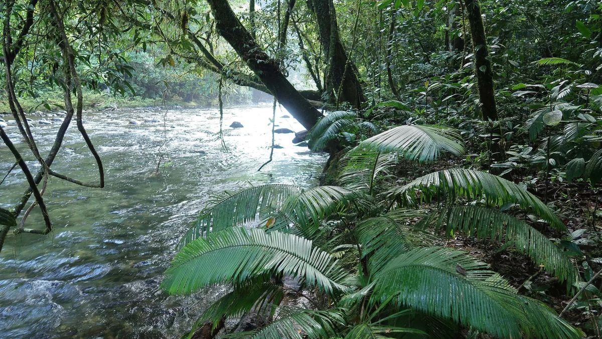 Pólen de 90 milhões de anos revela origem das florestas tropicais asiáticas