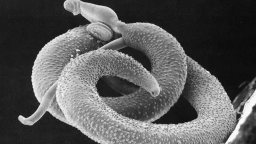 Cientistas descongelam e ressuscitam vermes de mais de 42 mil anos atrás