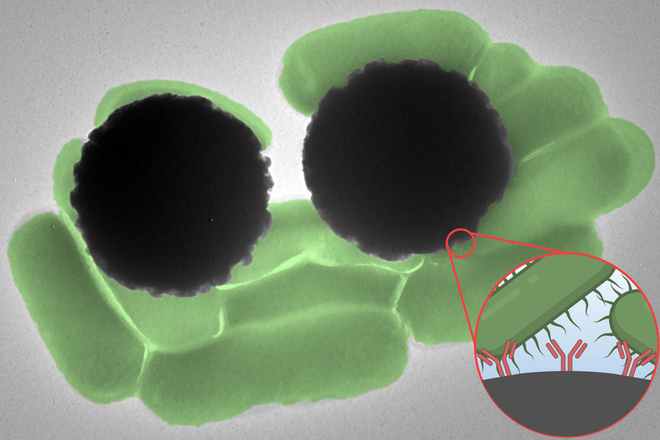 Esferas detectam patógenos (Imagem: Tadesse et al, 2023/Journal of Raman Spectroscopy)