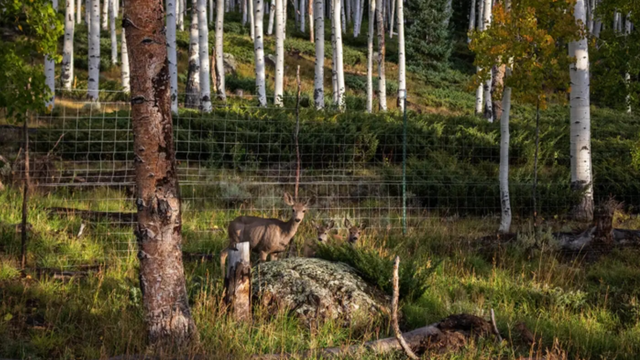 Lance Oditt/Friends of Pando