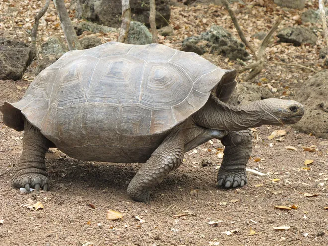 A tartaruga-das-galápagos da ilha San Cristóbal, que anteriormente se acreditava ser a C. chathamensis, mas que vai precisar de um novo nome (Imagem: mtkopone/Flickr)
