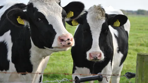 Vacas treinadas para "usar o banheiro" poderiam reduzir seu impacto ambiental