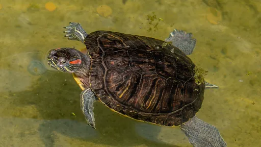 Fóssil de tartaruga indica possível sobrevivência a evento que matou dinossauros