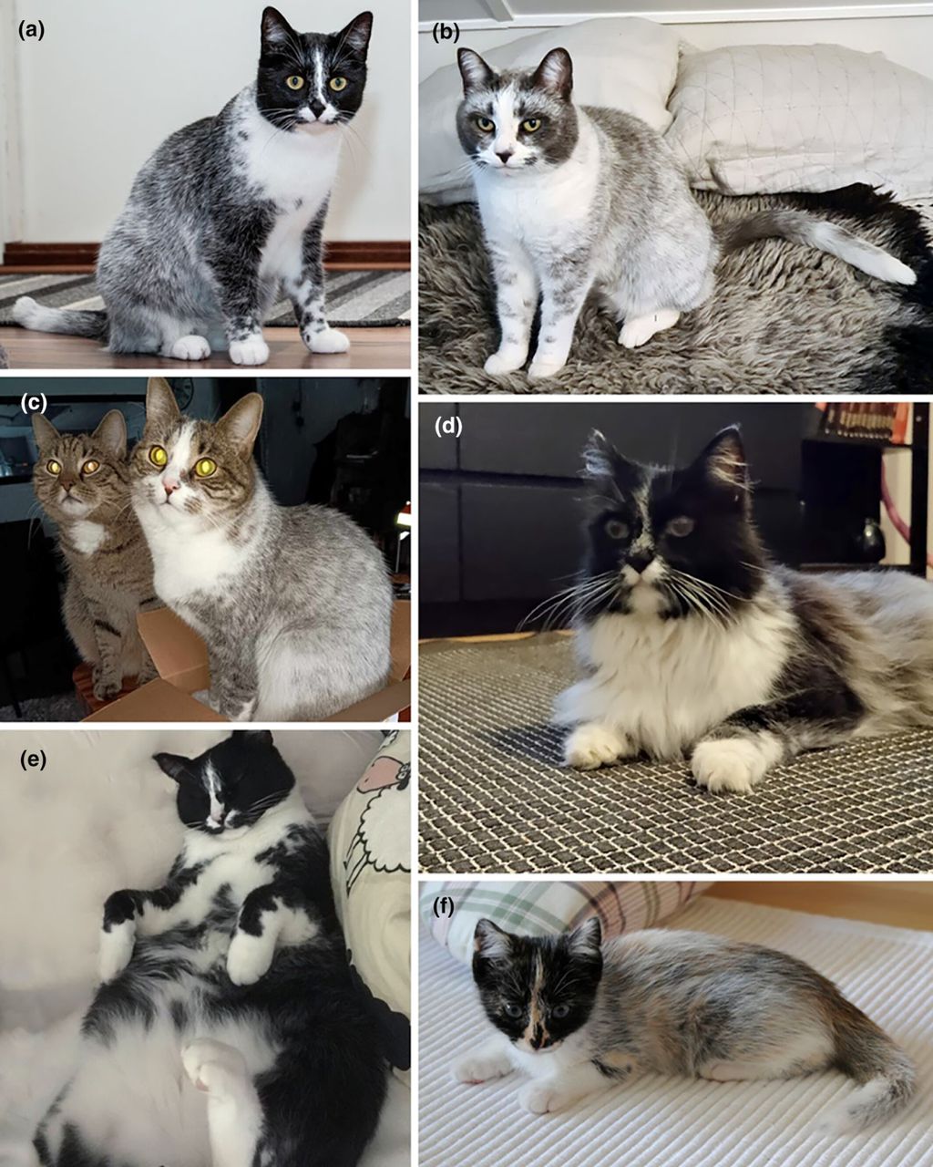 Os gatos estudados para descobrir as cores novas — de salmiakkis a laranjas, amarronzados e mais (Imagem: Anderson et al./Animal Genetics)