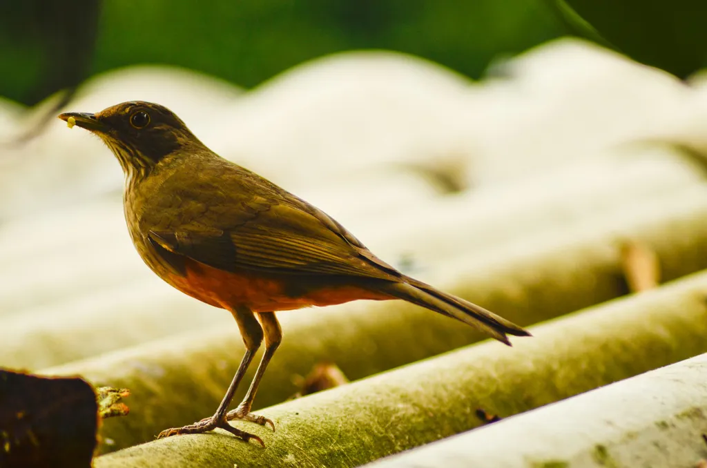 Primeiro caso do vírus sabiá foi identificado na cidade de Cotia (Imagem: Emanoel Gugu/Public Domain Pictures)