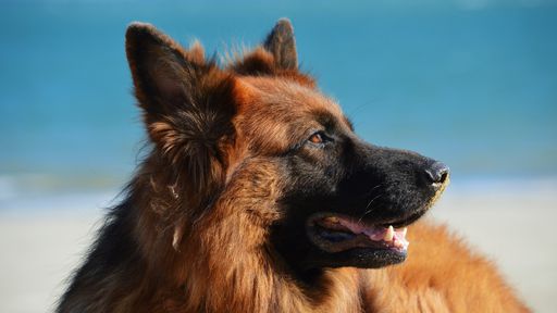 Cães podem detectar COVID-19 com incrível precisão, diz estudo