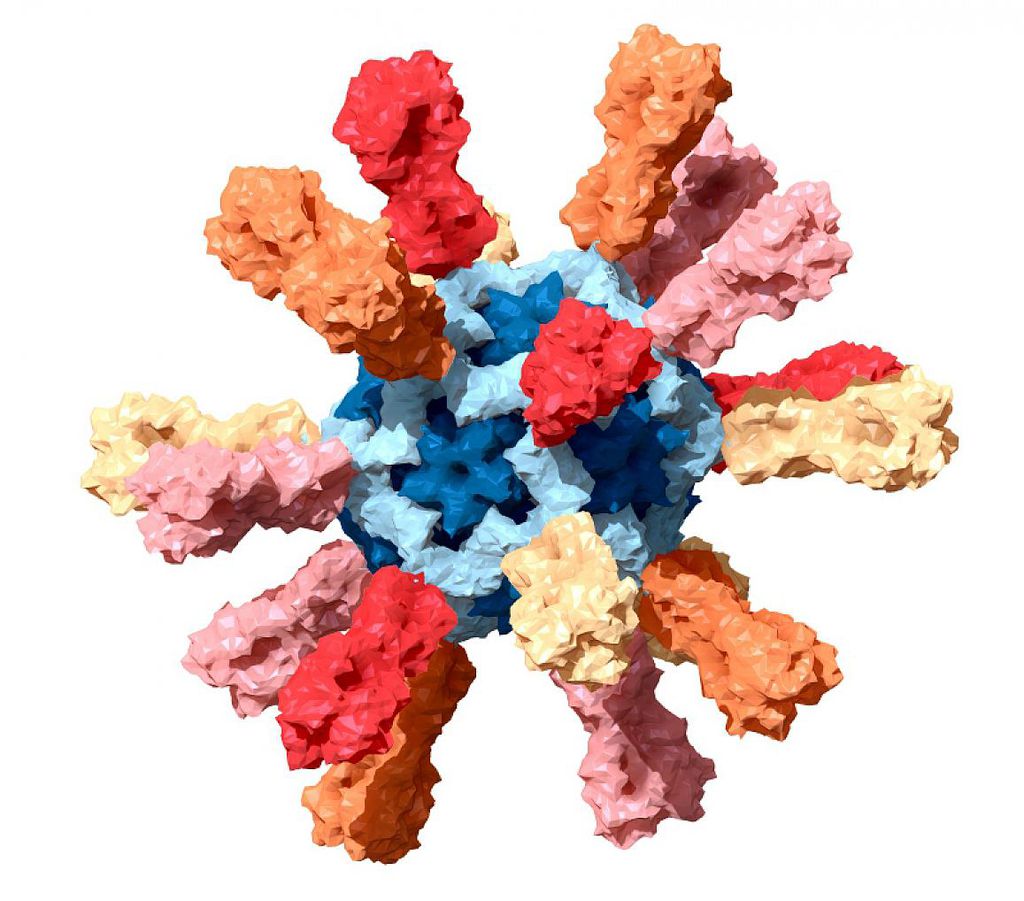 Simulação do agente da vacina universal de nanopartículas contra influenza, gerada por computador  (Imagem: Reprodução/NIAID/NIH)