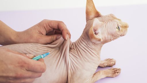 Rússia começa a vacinar cães, gatos e visons contra COVID-19