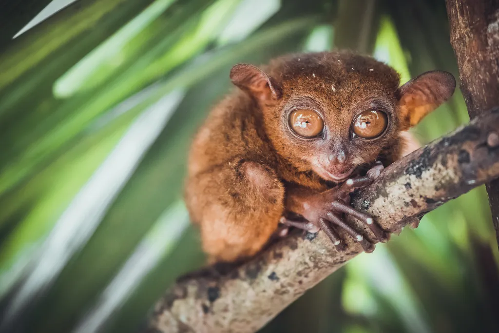 Pequenos mamíferos como os társios — menores primatas do planeta — devem sentir antes os impactos ambientais de hoje (Imagem: goinyk/envato)
