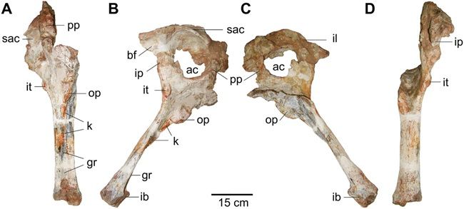 Fóssil inédito revela dinossauro carnívoro que viveu no interior de SP