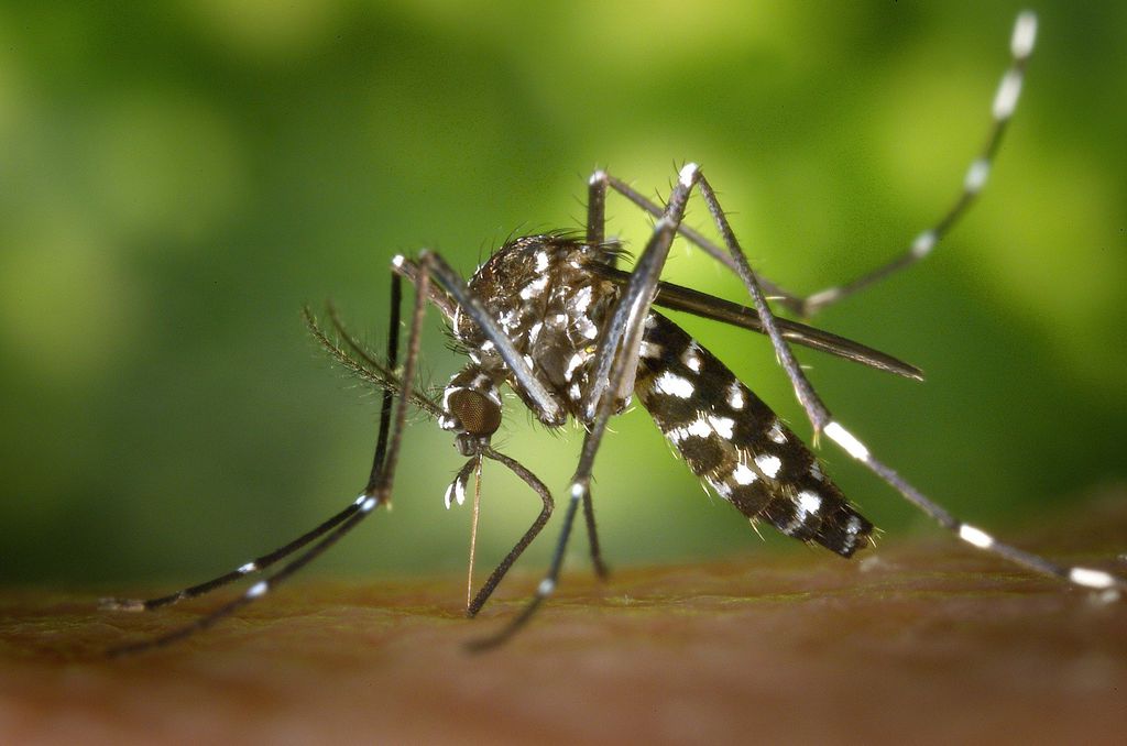 Os casos de dengue no Brasil tiveram uma queda brusca justamente durante o momento de ascensão da COVID-19 (Imagem: Wikilmages/Pixabay)