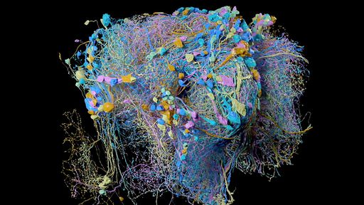 Cientistas conseguem traduzir atividade cerebral de inseto em imagens 3D; veja!