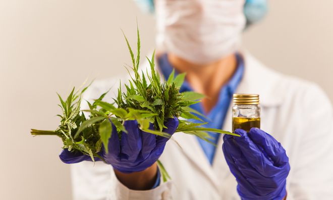 Para o mercado internacional da cannabis, ainda há série de leis e burocracias que travam seu crescimento, mesmo na área medicinal (Imagem: Shutterstock)