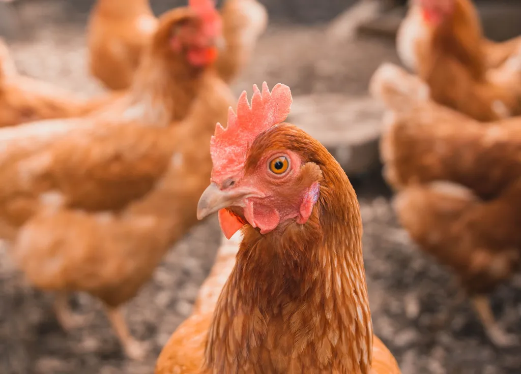 EUA confirmam o primeiro caso da gripe aviária H5N1 em humanos (Imagem: William Moreland/Unsplash)