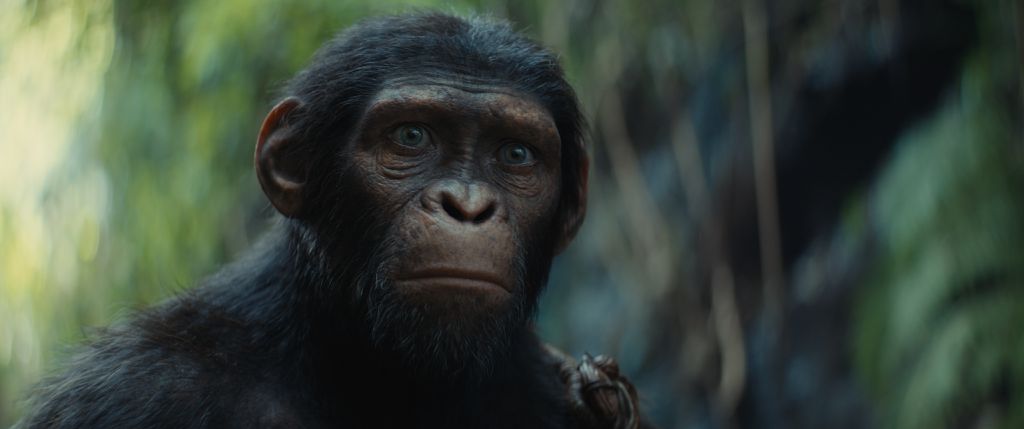 O jovem Noa é o personagem principal de Planeta dos Macacos: O Reinado (Imagem: 20th Century Studios)