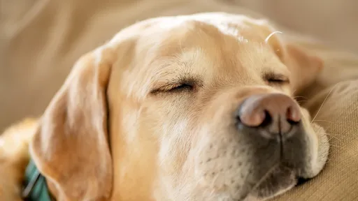 Cachorros sonham? Por que mexem tanto as patas enquanto dormem?