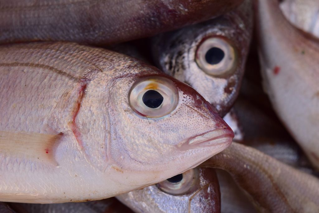 Doença de Haff é conhecida por deixar o xixi preto e está associada ao consumo de peixes (Imagem: Reprodução/ Ulrike Leone/ Pixabay)