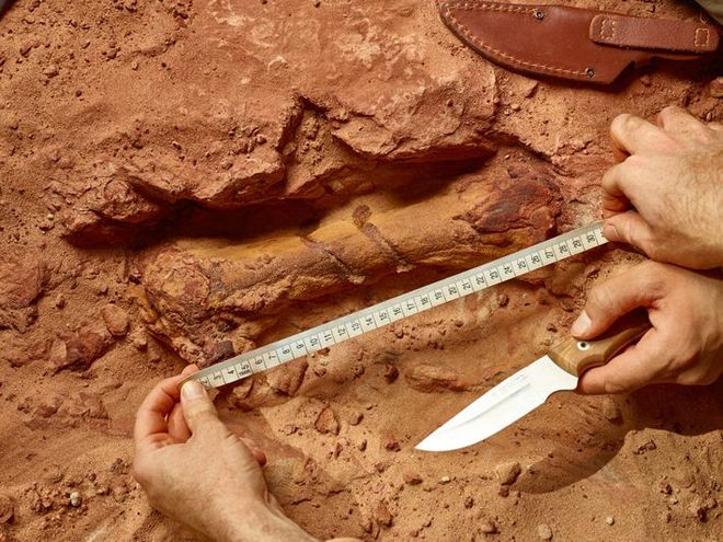 Fóssil do Espinossauro prova que este dinossauro nadava e até caçava no mar