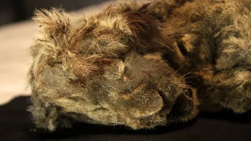 Filhote de leão é encontrado intacto depois de 28 mil anos congelado na Sibéria
