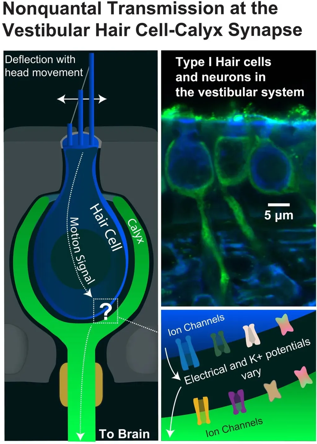A célula capilar, parte azulada da ilustração, é envolvida pelo cálice vestibular, em verde: é no espaço entre essas partes do corpo que o potencial elétrico permite as sinapses mais rápidas possíveis (Imagem: Aravind Chenrayan Govindaraju/Rice University)