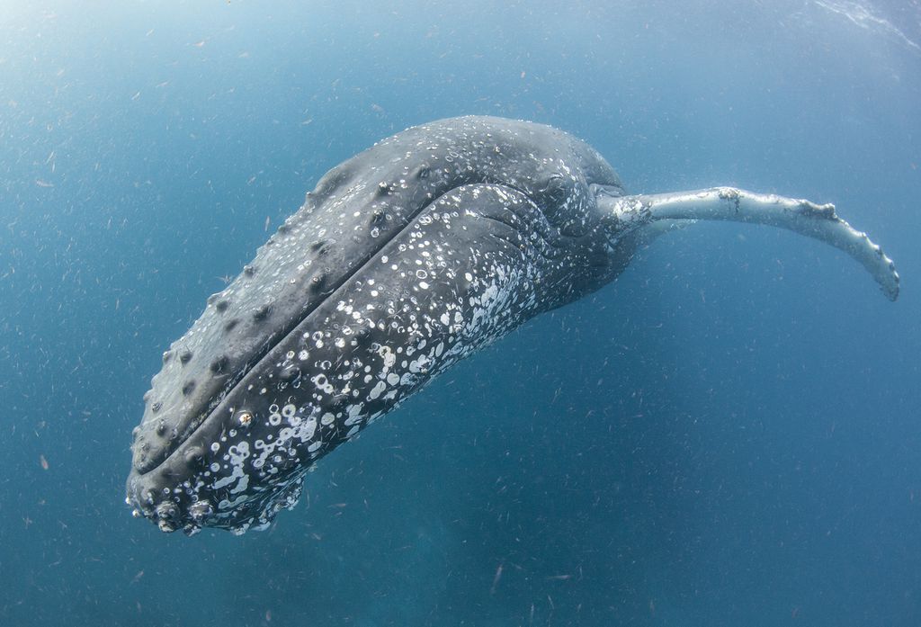 10 documentários incríveis sobre o meio ambiente e aquecimento global