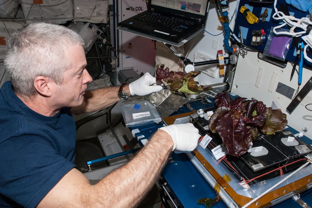 O astronauta Steve Swanson colhe plantas de alface a bordo da Estação Espacial Internacional (Foto: JSC/NASA)