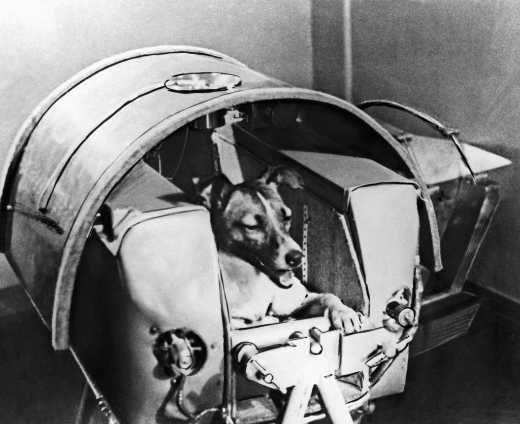A cadela Laika, que acabou morrendo no espaço