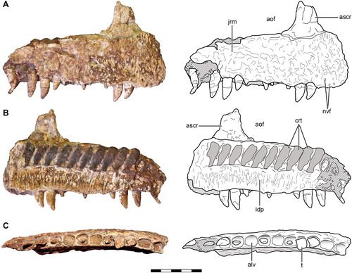 Crânio de dinossauro carnívoro e amedrontador é encontrado na Argentina