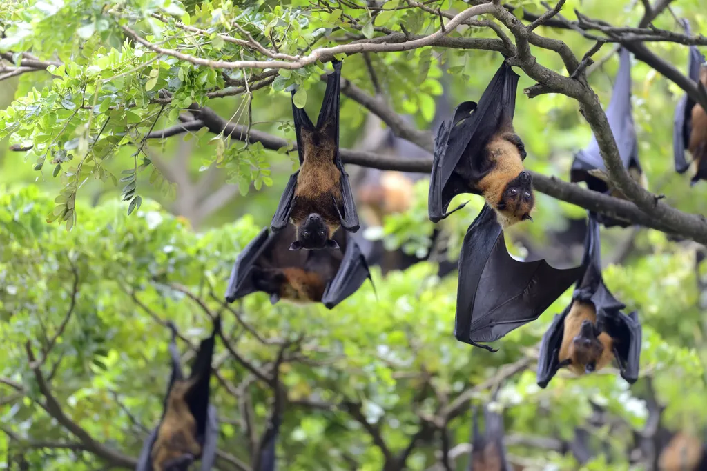 Pesquisa identifica vírus em morcegos que pode representar risco para a saúde global (Imagem: Reprodução/Byrdyak/Freepik)