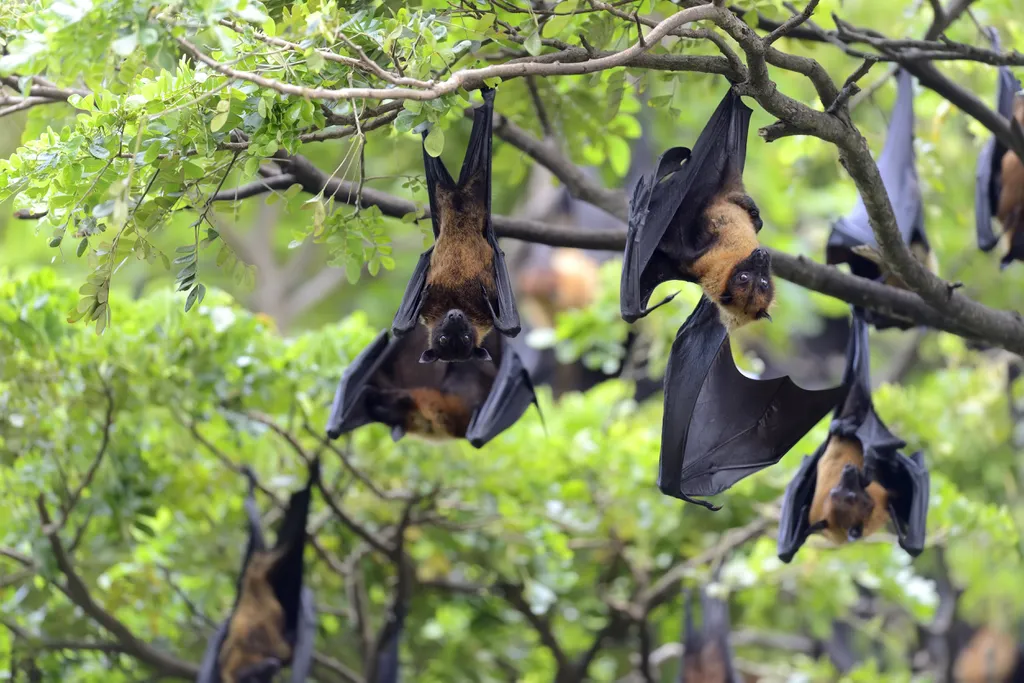 Em alguns casos, agentes infecciosos saltam de animais silvestres para os humanos (Imagem: Byrdyak/Freepik)