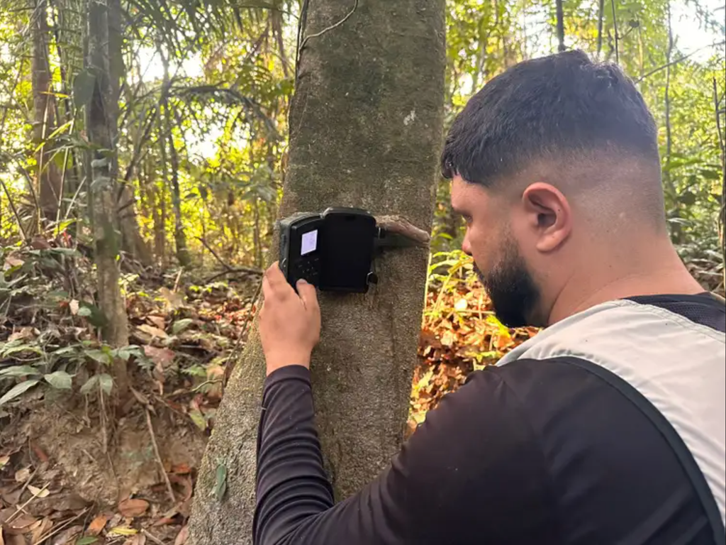 Os pesquisadores devem retornar à região em dezembro para checar as câmeras e gravadores e explorar mais locais em busca de outros espécimes de mutum-pinima e outras espécies ameaçadas (Imagem: Fauna-MA/Agência Brasil)