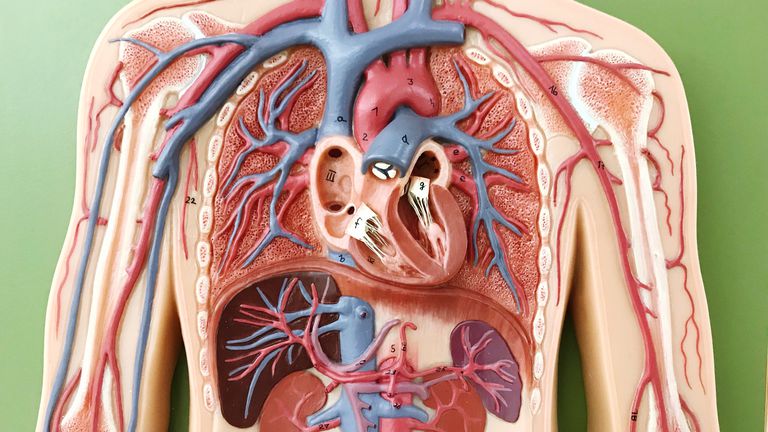 Qual órgão do corpo que passa dias sem falar com ninguém