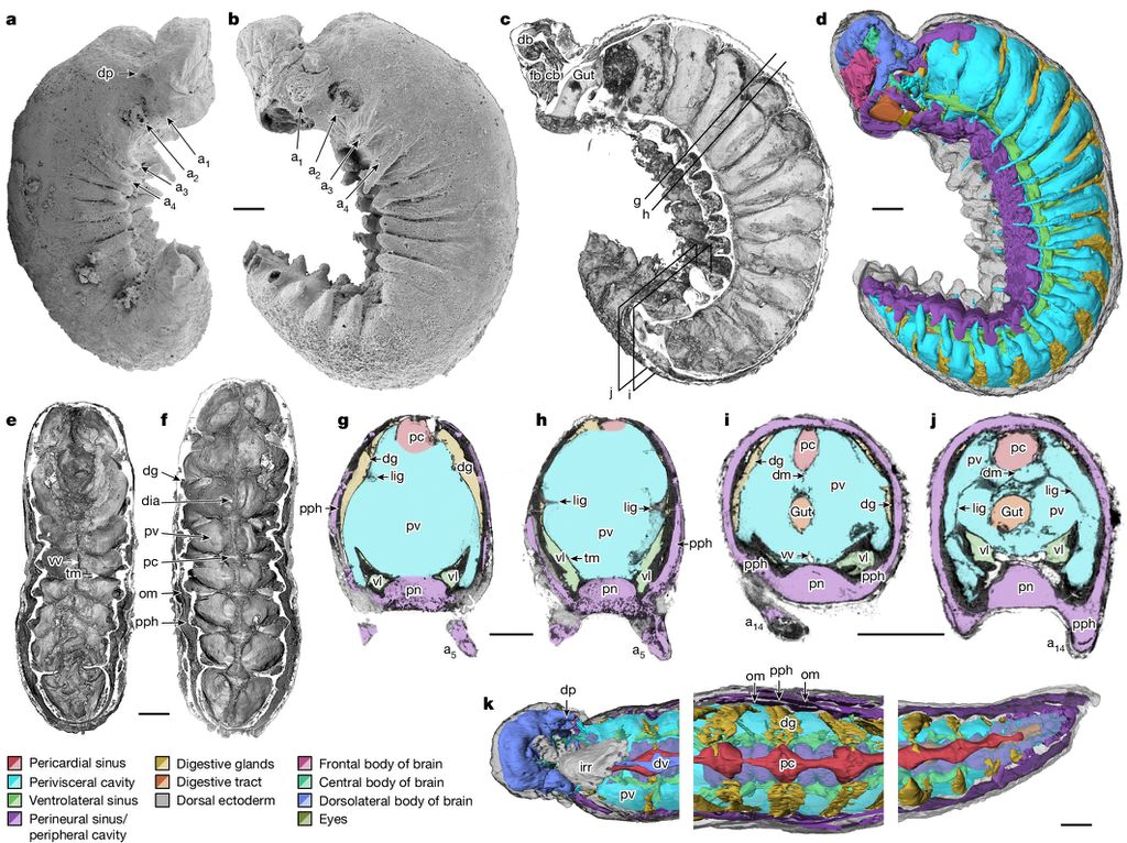Resultado do raio-x na larva de 500 milhões de anos (Imagem: Smith et al./Nature)