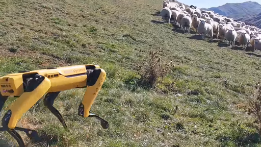Spot, o “cão-robô” da Boston Dynamics, já consegue organizar gado em fazendas