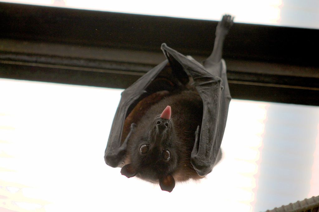Spillover: pesquisadores usam máscaras para proteger morcegos do coronavírus