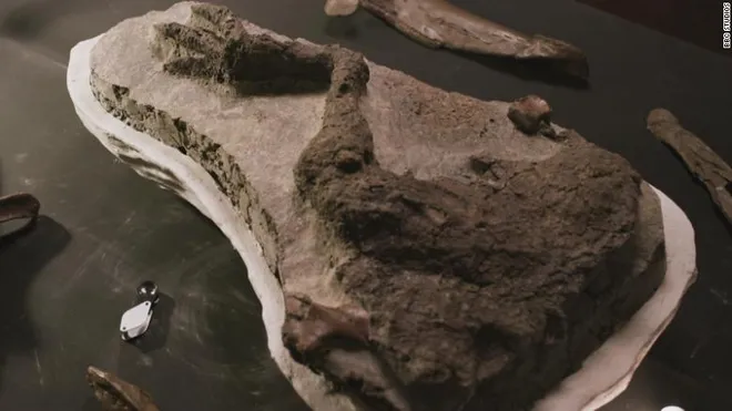 Perna fossilizada de um tescelossauro que teria morrido no momento do impacto (Imagem: Reprodução/University of Manchester/BBC)