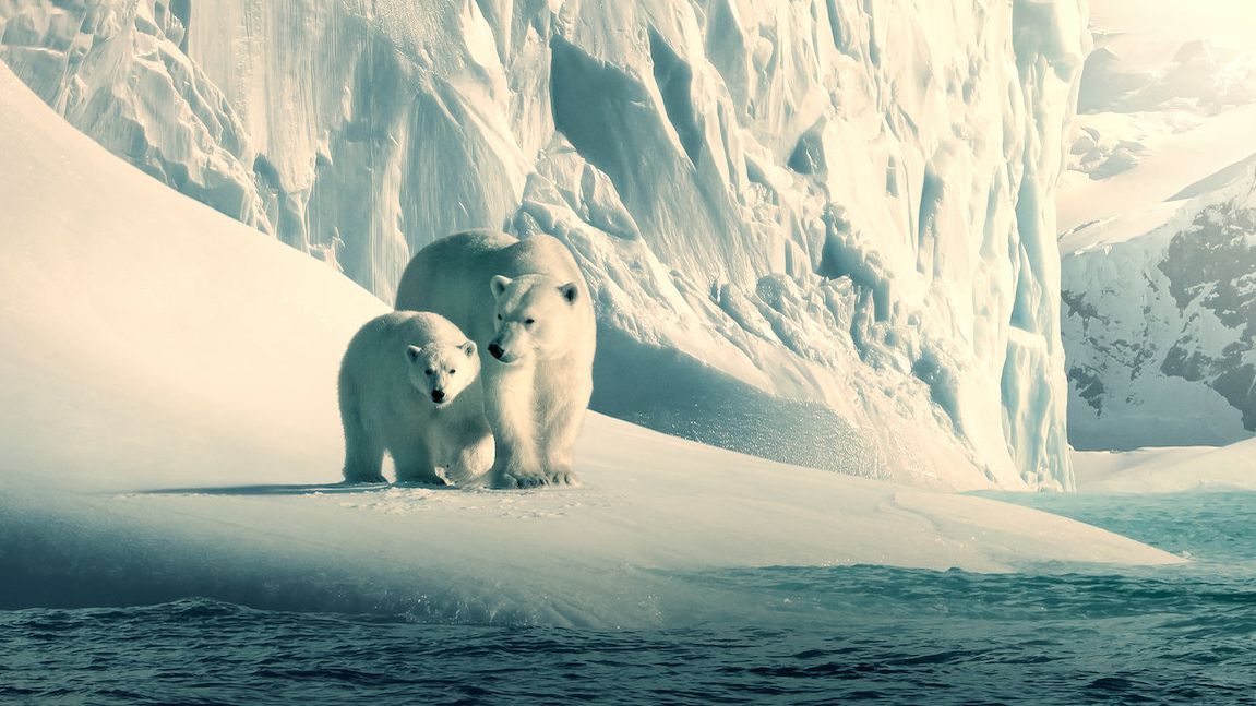 Netflix Libera Documentarios Gratuitamente No Youtube Veja Quais Canaltech