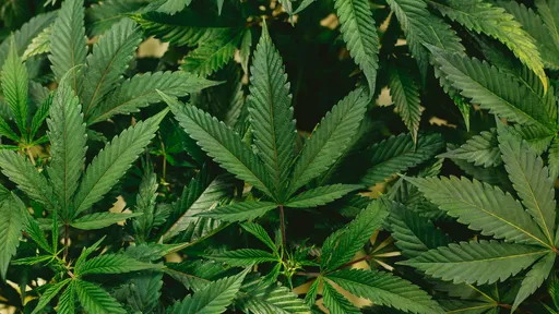 Anvisa aprova novo produto com CBD, e deputados discutem cultivo de cannabis
