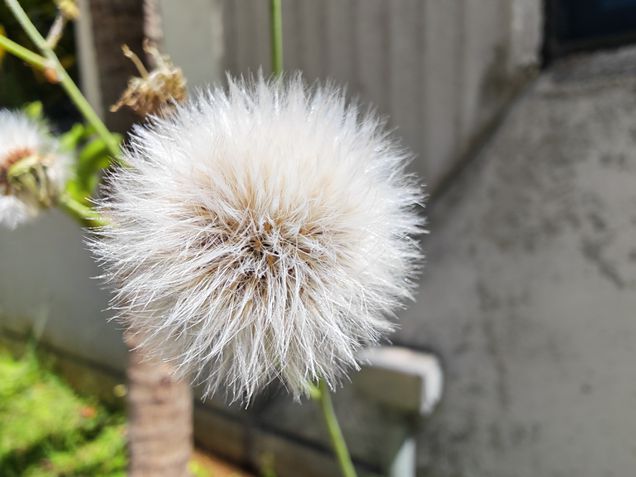 Honor Magic V5 - Teste de c&acirc;meras