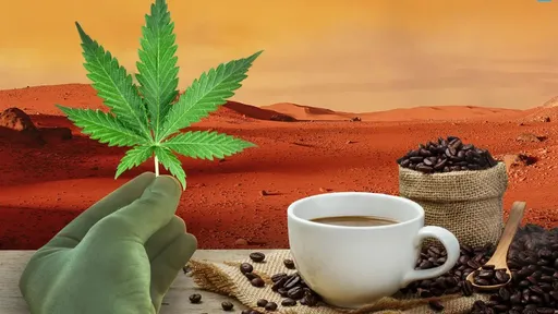 Cannabis e café serão enviados ao espaço; entenda o objetivo do experimento