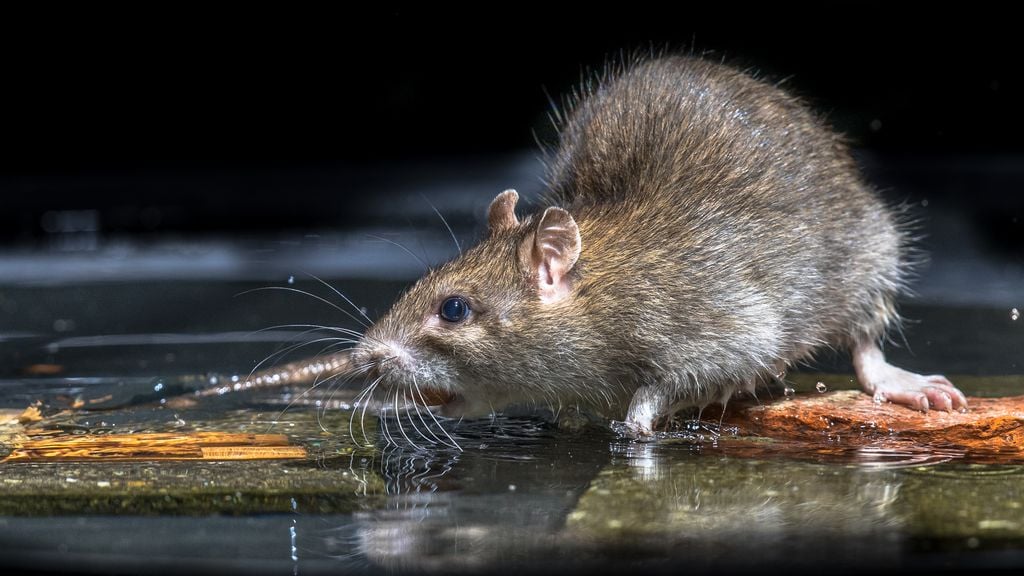 Transmitida pela urina de ratos, leptospirose adoece pessoas no RS e causou duas mortes (Imagem: CreativeNature_nl/Envato)